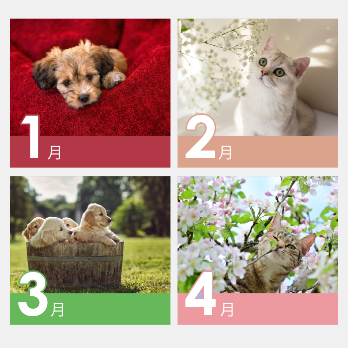 AP-601　Dogs＆Cats
