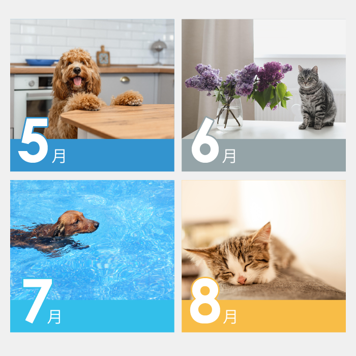 AP-601　Dogs＆Cats
